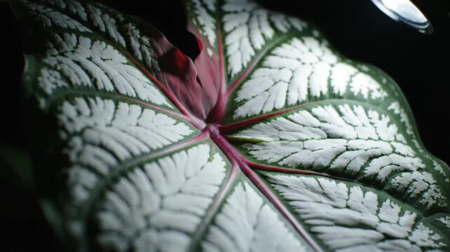 Tropical ornamental plant leaf close up with white green and red pattern dramatic lighting