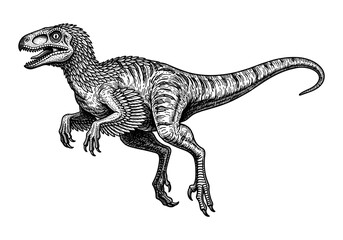 Detailed hand-drawn velociraptor illustration in black and white line art style