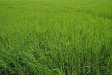 Obraz premium Glorious Green Rice Field: Serene Landscape with Tall, Vibrant Plants Reaching Towards Blue Sky and Trees in Distance.