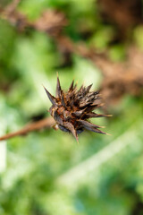 Dry spiky thistle seed head captured in detailed natural macro view