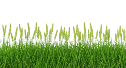 Green grass with yellow tips isolated on transparent background