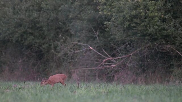 Roe deer fawn eating grass in a clearing at dusk. Capreolus capreolus, Sologne, Loiret 45, r&eacute;gion Centre Val de Loire, France, European Union, Europe