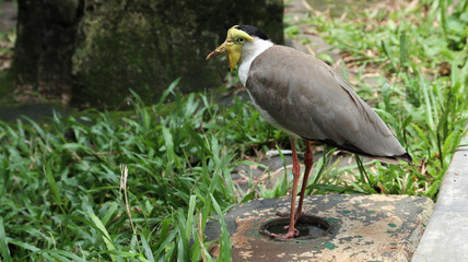 masked lapwing (Vanellus miles) on nature background