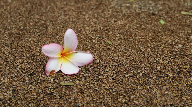 frangipani flowers on the road - Powered by Adobe