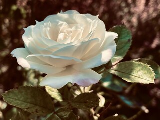 秋に咲くバラ（ノスタルジーな白い薔薇の写真　横から見た角度）