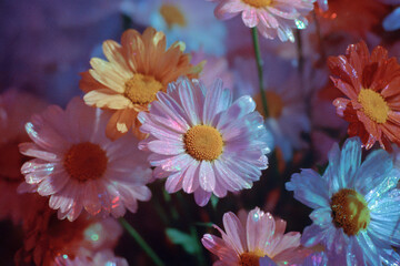 Close up of vibrant daisies showing joy and freshness