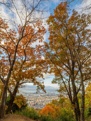 木々が色づく秋の六甲山の登山道