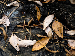 落ち葉が地面に落ちる秋の風景　神戸保久良神社境内にて撮影