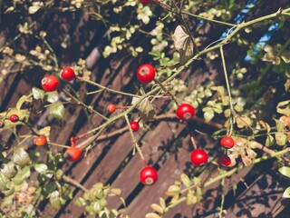 木製フェンスを背景にした赤い実をつけた植物の小枝の写真素材