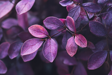 Vibrant purple leaves show delicate detail, evoking sense of calm and natural beauty