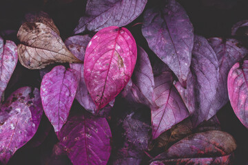 Close up of vibrant purple leaves with serene and calming mood