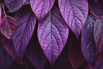 Vibrant purple leaves create stunning abstract background, evoking sense of natural beauty