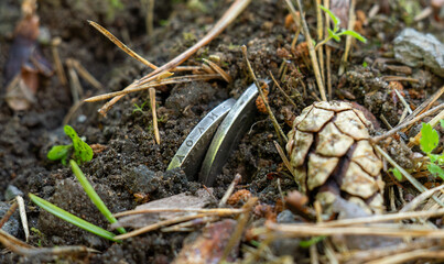 Ancient coins are found in the ground.Dig up a treasure trove of coins in the vegetable garden.