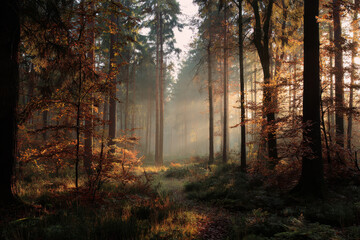 Misty forest path autumn sunlight filters through trees, creating serene and peaceful atmosphere