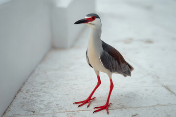 Bird with red feet stands attentively on white surface