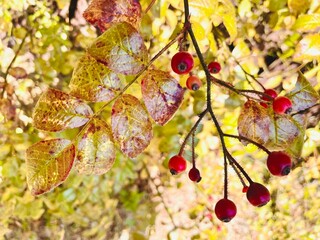 鮮やかな秋の光に照らされた紅葉した葉と赤い実のクローズアップ