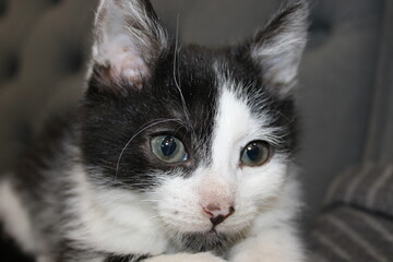 Black and white kitten resting comfortably on a soft surface at home