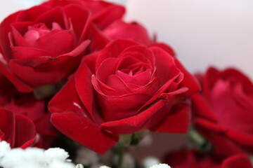 Bright red roses in a bouquet surrounded by white flowers celebrating love and beauty