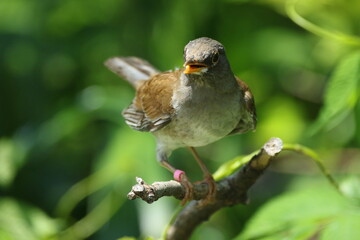 Melodic Whispers: The Pale Thrush Singing
