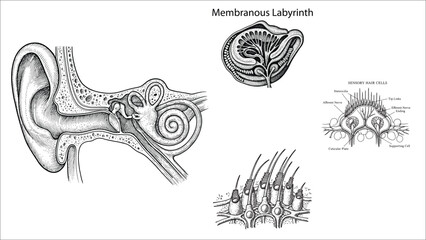 Set of 4 Anatomical Ear Illustrations Line Art Clipart Bundle