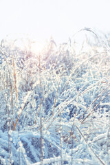 beautiful gentle landscape with dry wild grass covered snow. frozen field grass in snow close up, abstract nature background. cold frosty sunny weather. Christmas, New Year atmosphere. soft focus