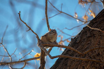 squirrel on tree