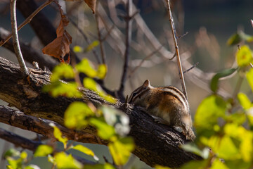 squirrel running through the tree branches