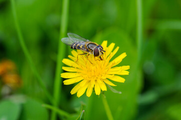 Striped hoverfly collecting nectar on a yellow dandelion flower