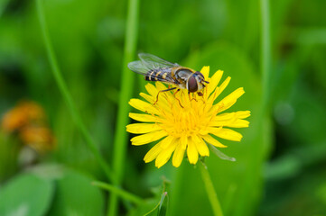 Hoverfly on a yellow dandelion flower in a green field