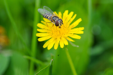 Hoverfly collecting nectar from a yellow dandelion flower in a green meadow