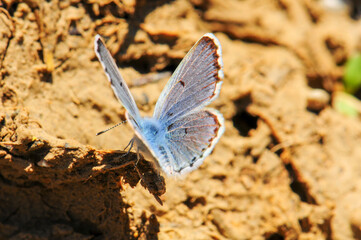 Delicate blue butterfly on the ground in natural sunlight