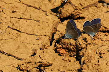 Two delicate blue butterflies resting on dry cracked soil