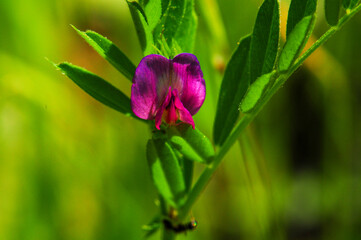 Vibrant purple wild vetch flower blooming in a green summer field