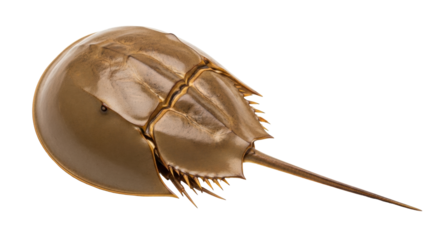 Isolated horseshoe crab Limulus polyphemus, an arthropod from the prehistoric era, still extant