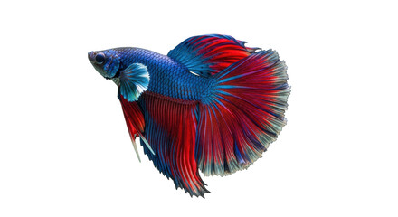 Isolated blue and red Betta fish swimming gracefully, showing colorful flowing tail fins © Maria