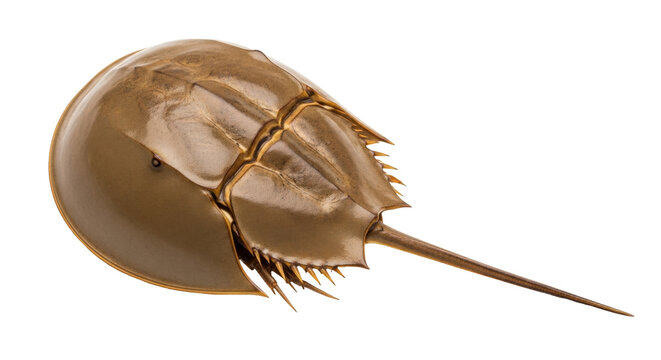 Isolated horseshoe crab Limulus polyphemus, an arthropod from the prehistoric era, still extant