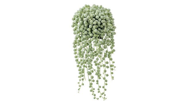 Isolated string of pearls plant, Senecio rowleyanus, hanging succulent with trailing vines