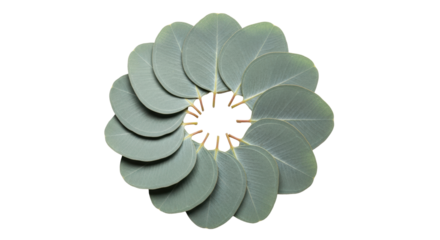 Isolated arrangement of eucalyptus leaves in a circular shape for decoration or design element