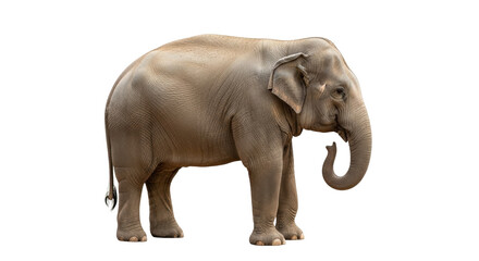 Isolated Asian elephant standing tall, with wrinkled skin, facing forward, its trunk curled
