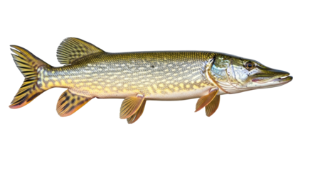 Isolated pike freshwater fish, known as Esox Lucius, standing alone without background