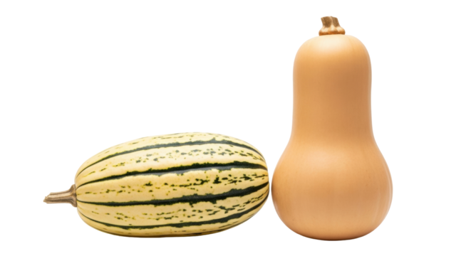 Isolated pair of fresh gourds butternut squash and spaghetti squash close up against seamless backdrop