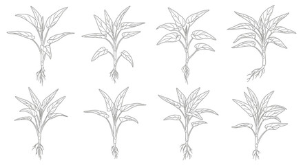 Collection of hand drawn botanical illustrations of young plants with roots