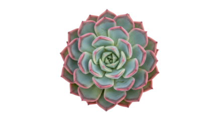 Isolated Echeveria succulent with pink-tipped leaves growing in spiral rosette shape
