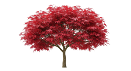 Isolated red Japanese maple tree on a neutral backdrop, Acer palmatum, fall color season