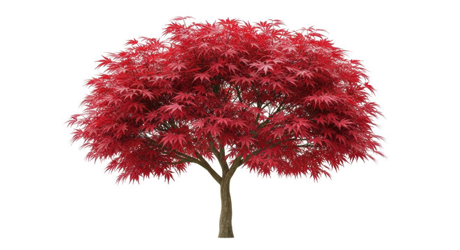Isolated red Japanese maple tree on a neutral backdrop, Acer palmatum, fall color season