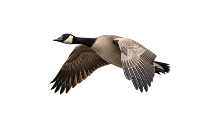 Isolated Canada Goose in Mid-Flight, a Waterfowl Wildlife Species, in Natural Colors