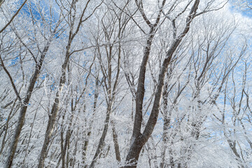 霧氷に覆われた美しい森