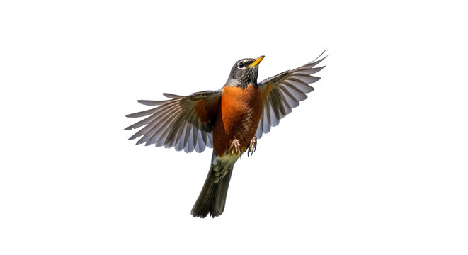 Isolated American robin taking flight, wings outstretched for upward momentum and flying