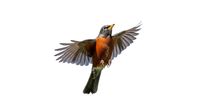 Isolated American robin taking flight, wings outstretched for upward momentum and flying