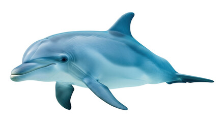 Fototapeta premium Isolated bottlenose dolphin, oceanic mammal, marine animal swimming, underwater world fauna